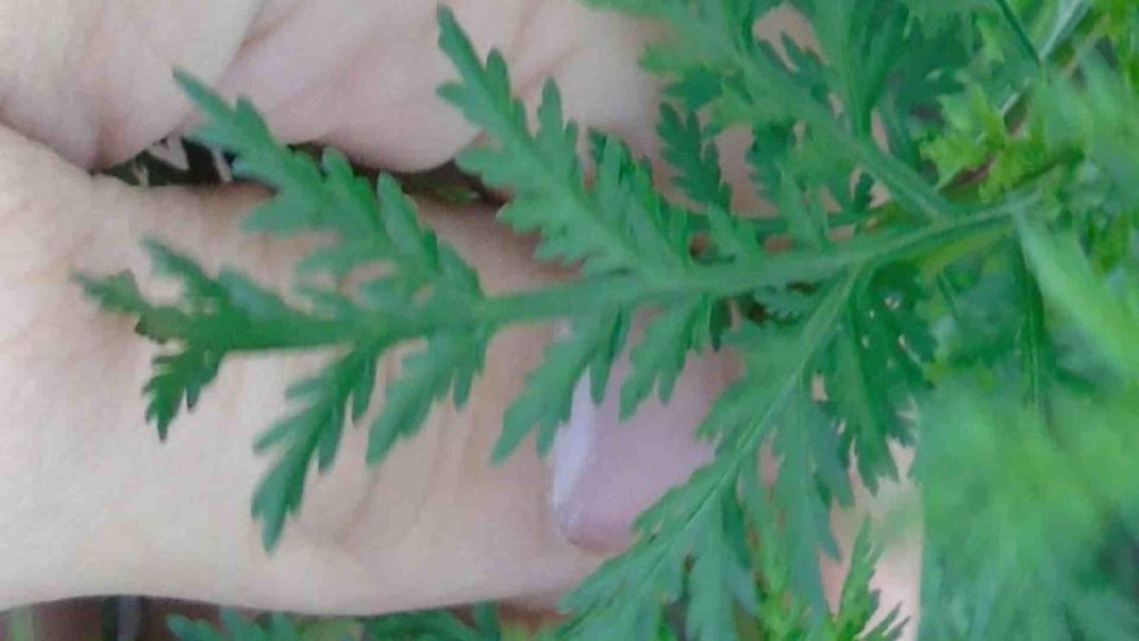 Artemisia annua - La Maison de l'Artemisia - Esta planta puede salvar  millones de vidas