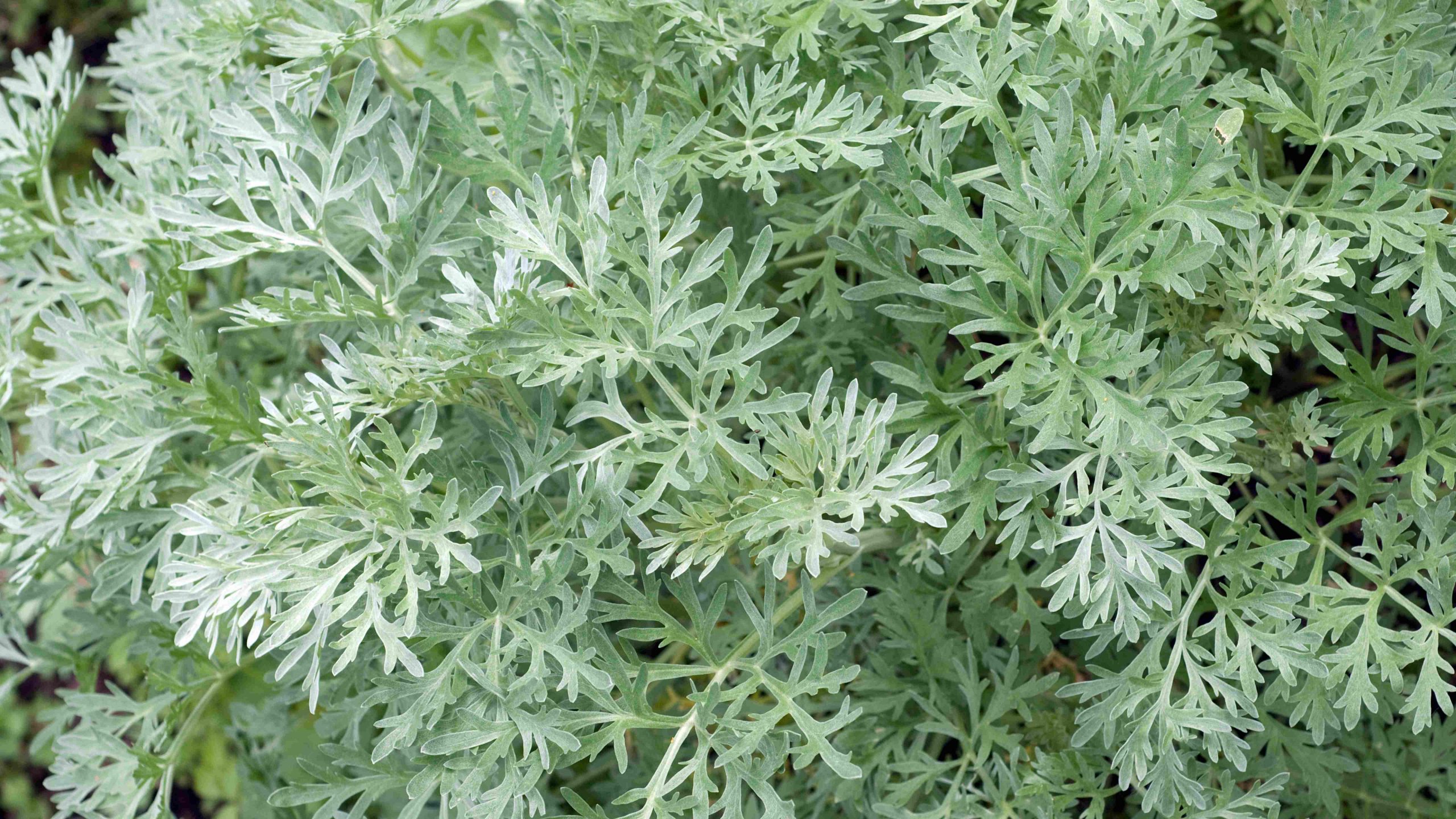 100 Semillas Orgánicas De Artemisia Annua, Ajenjo Dulce